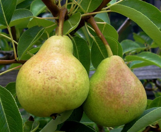 pear Tree